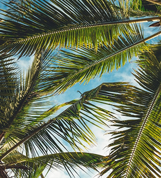 Feuilles de palmier lors d'une soirée Beach Party
